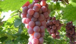 哑舍最新爆料吃葡萄,神秘葡萄引出惊天秘密，古玩世界再掀风云